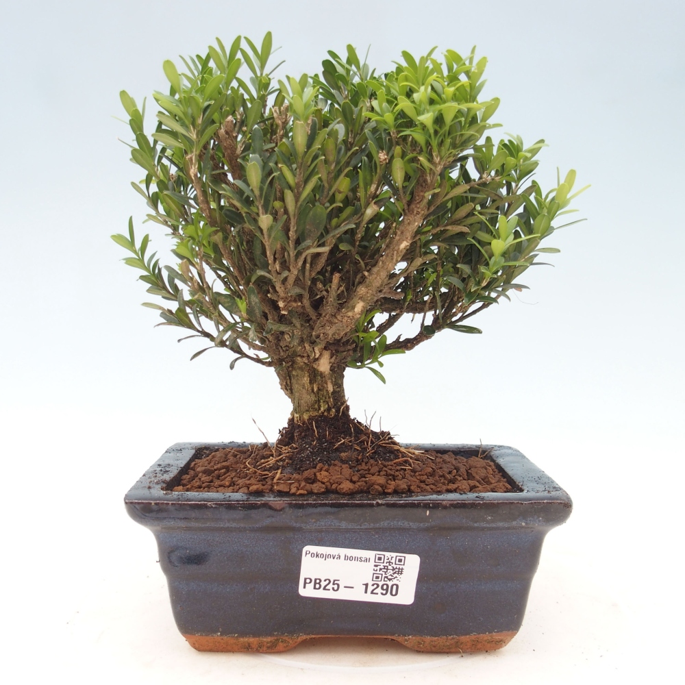 Bonsai pokojowe - Buxus harlandii - buxus korkowy