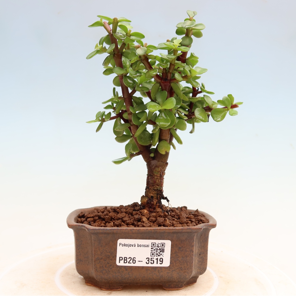 Pokój bonsai - Portulakaria Afra - Tlustice