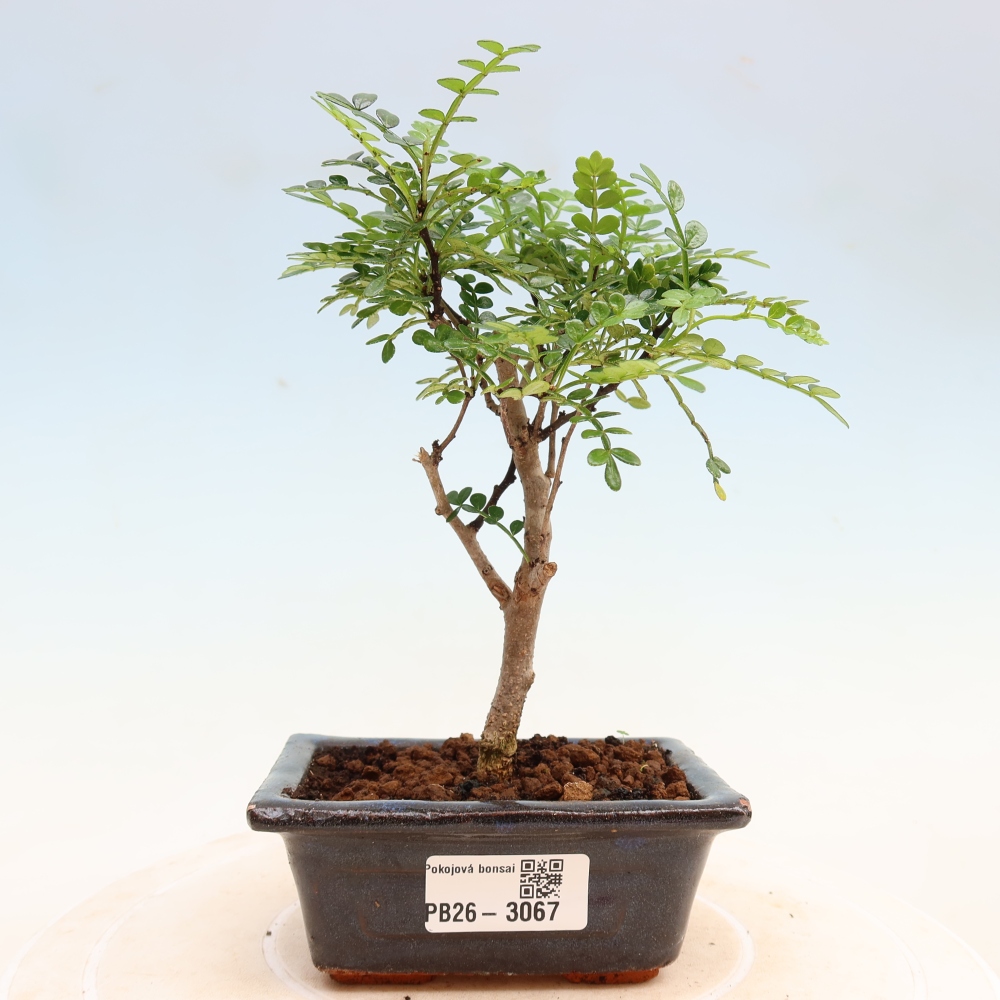 Pokój bonsai - Zantoxylum piperitum - drzewo pieprzowe