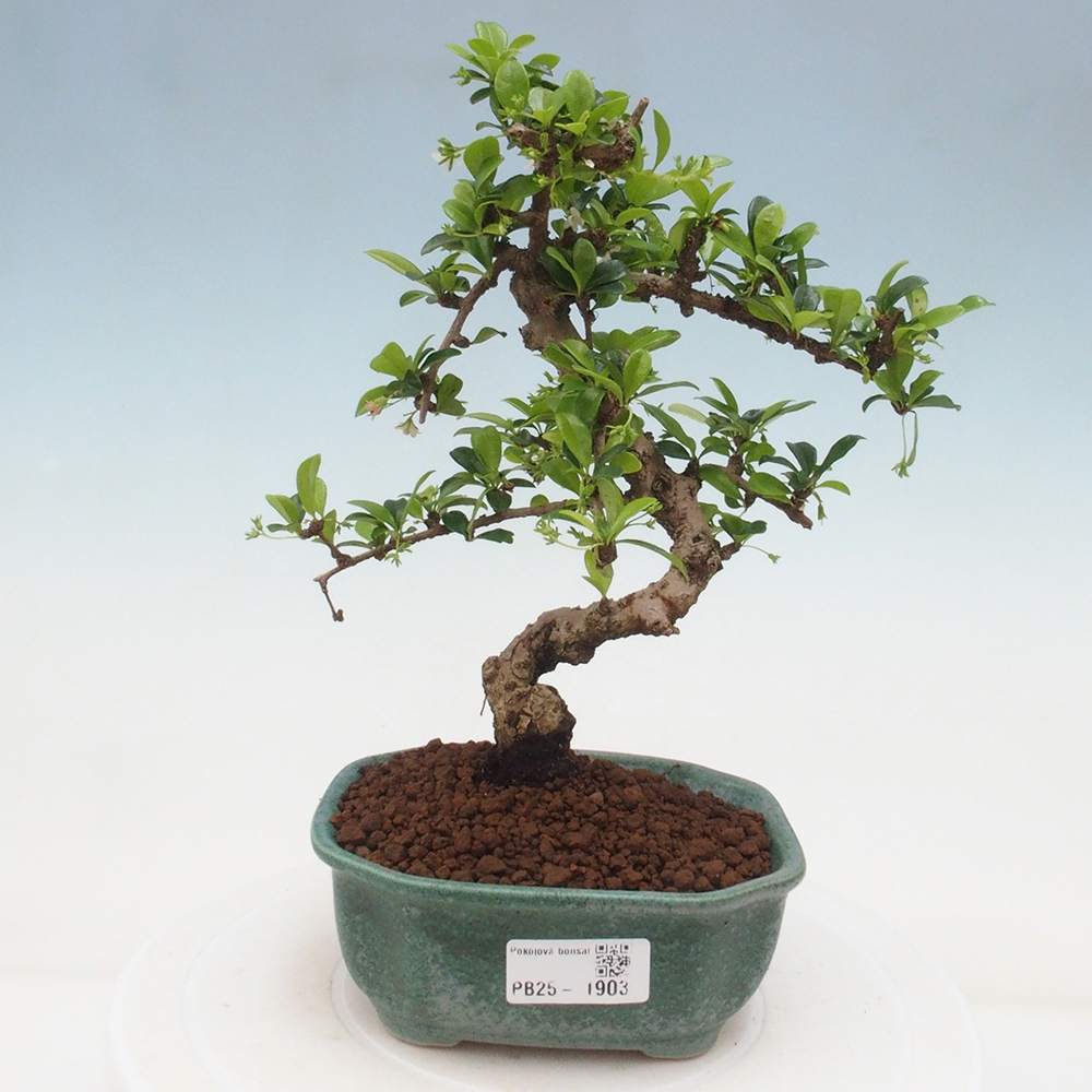 Bonsai wewnętrzne - Carmona makrophylla - Herbata Fuki