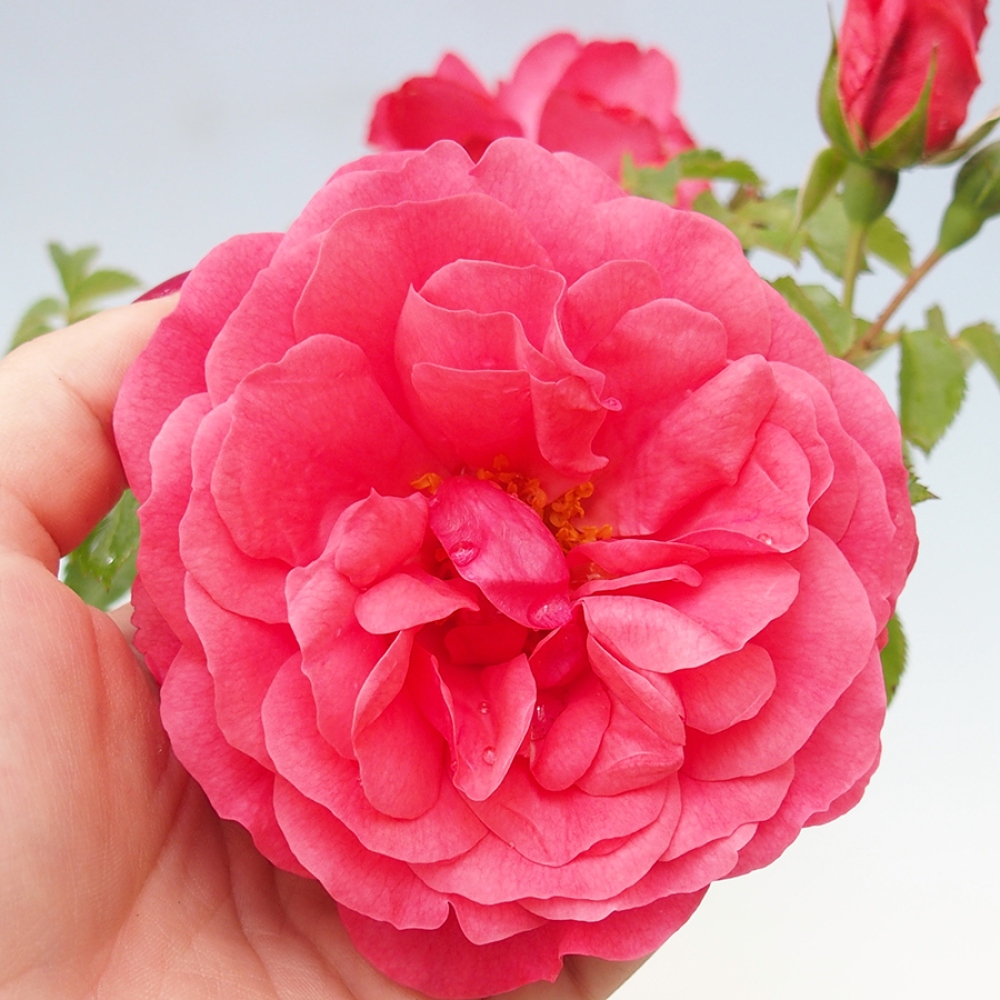 Bonsai na zewnątrz - Rosa Kordes - róża 