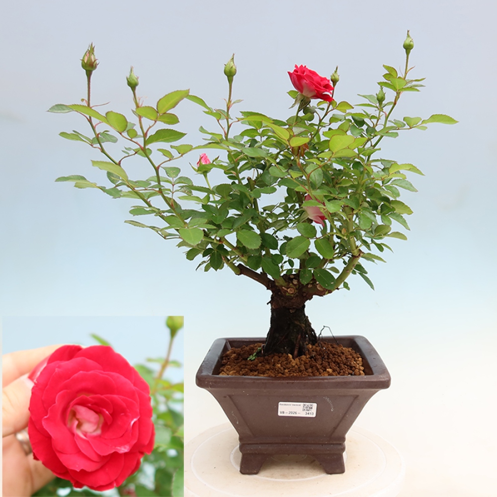 Bonsai ogrodowe – Rosa Kordes – róża