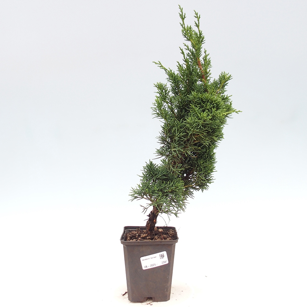 Outdoor bonsai - Juniperus chinensis Kishu - chiński jałowiec