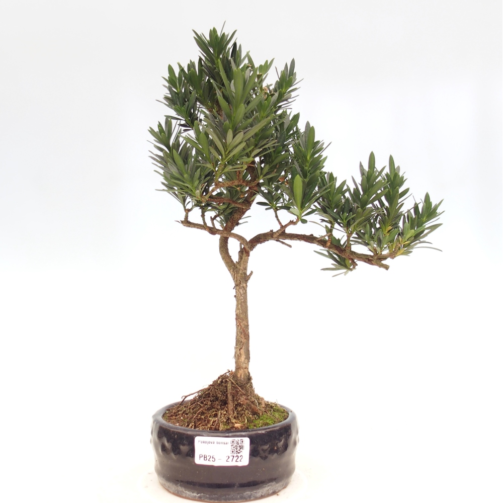 Kryty bonsai - Podocarpus - Kamień tys