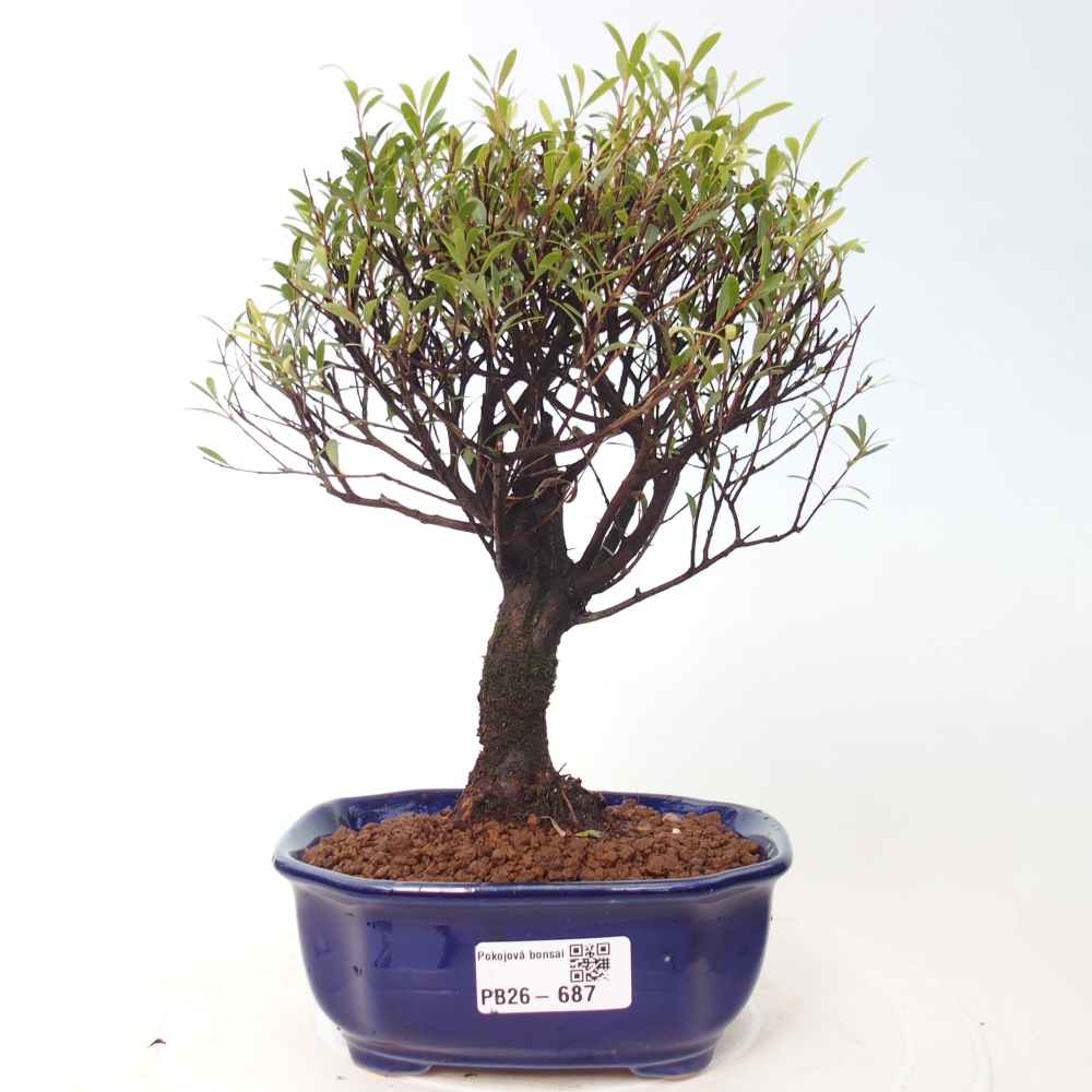 Pokój bonsai - Syzygium - Pimento