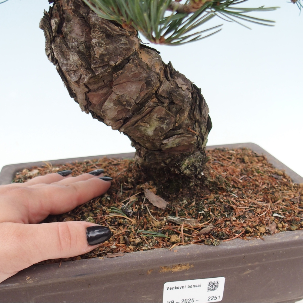 Outdoor bonsai - Pinus parviflora - Mała sosna