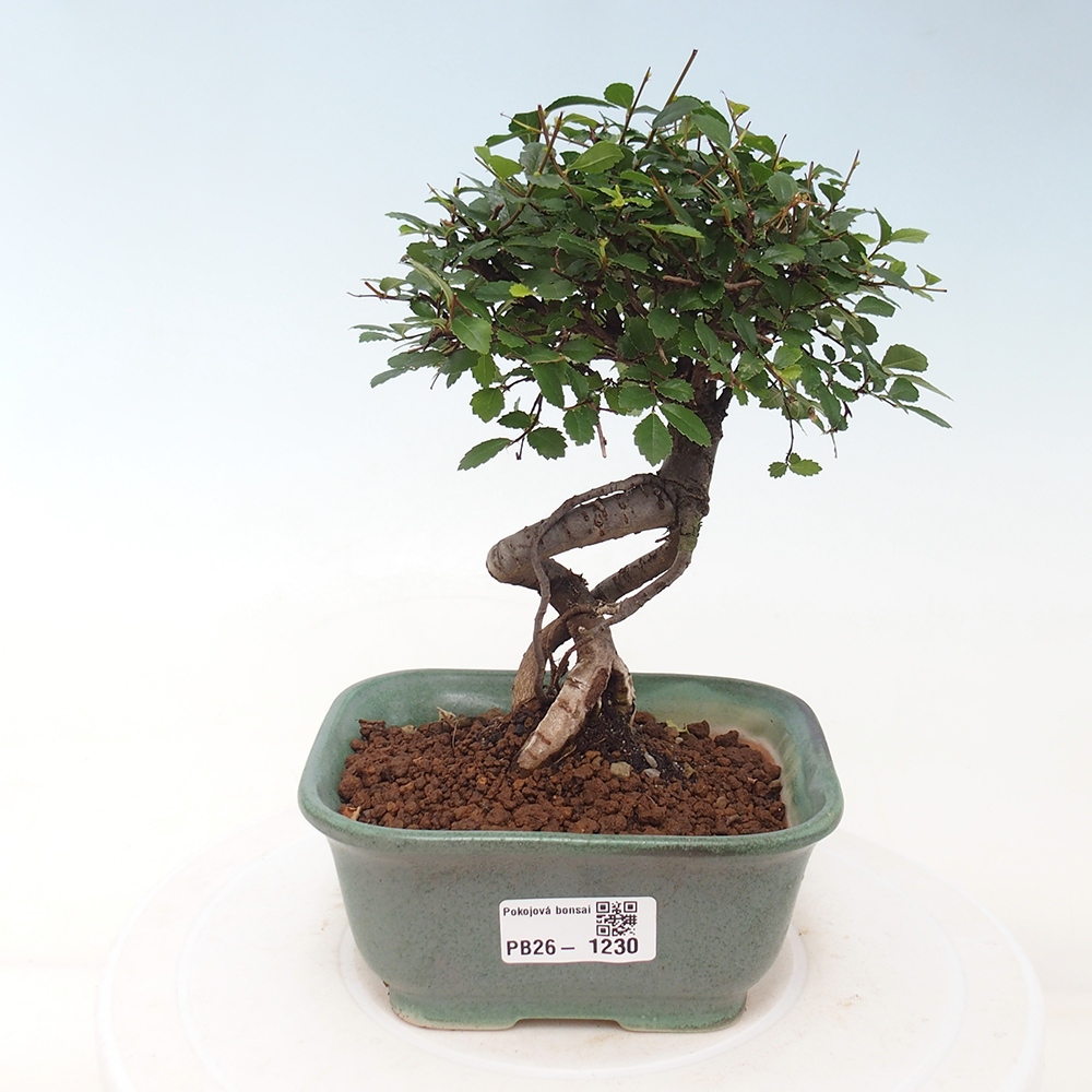 Pokój bonsai - Ulmus parvifolia - Wiąz drobnolistny