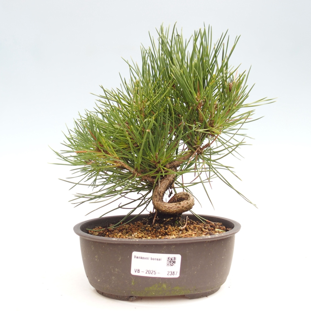 Bonsai ogrodowe - Pinus thunbergii - Sosna Thunbergia