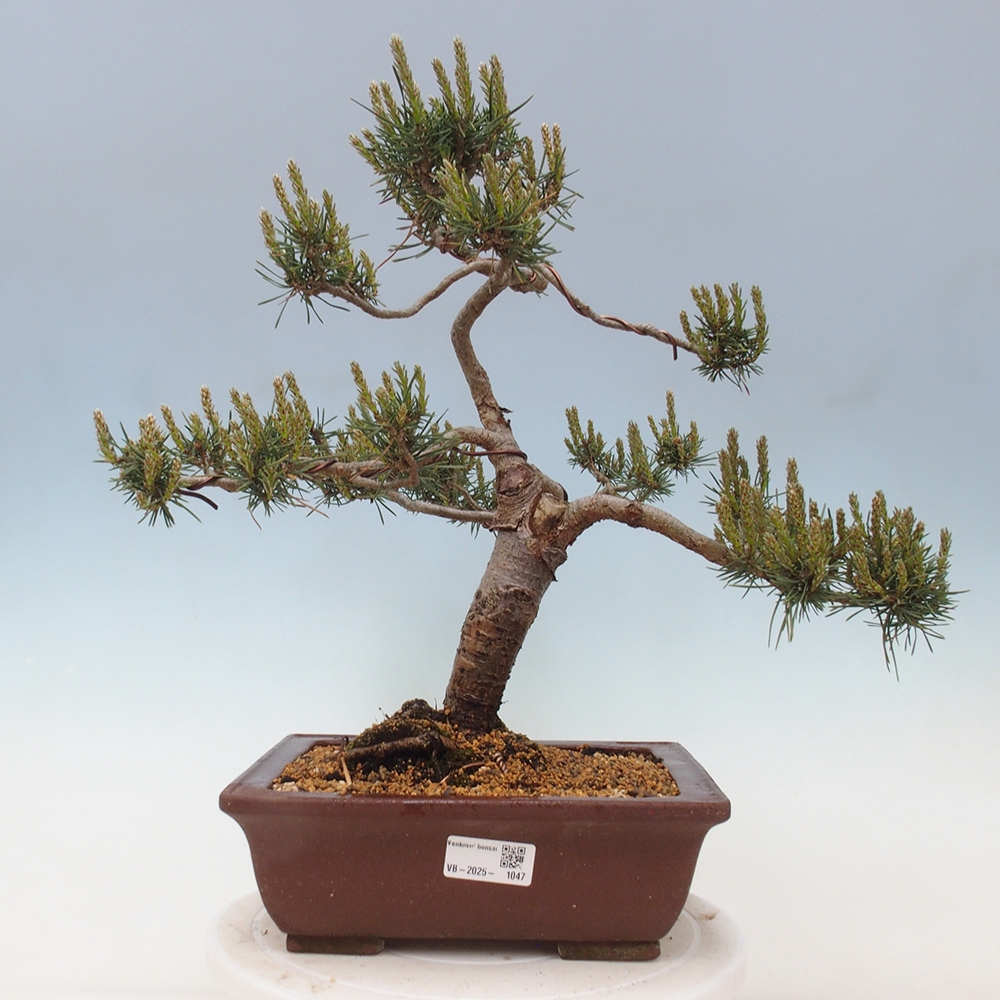 Outdoor bonsai - Pinus Sylvestris - sosna zwyczajna