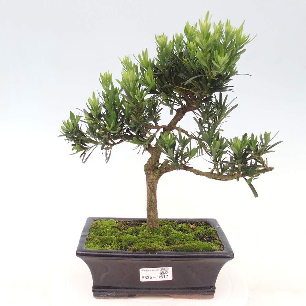 Pokój bonsai - Podocarpus - Kamienny cis