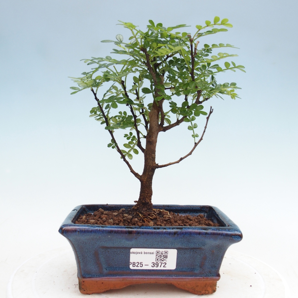 Pokój bonsai - Zantoxylum piperitum - drzewo pieprzowe