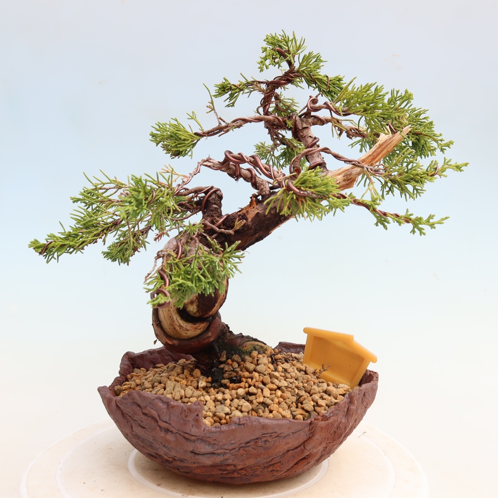 Bonsai ogrodowe – Juniperus chinensis Itoigawa – jałowiec chiński
