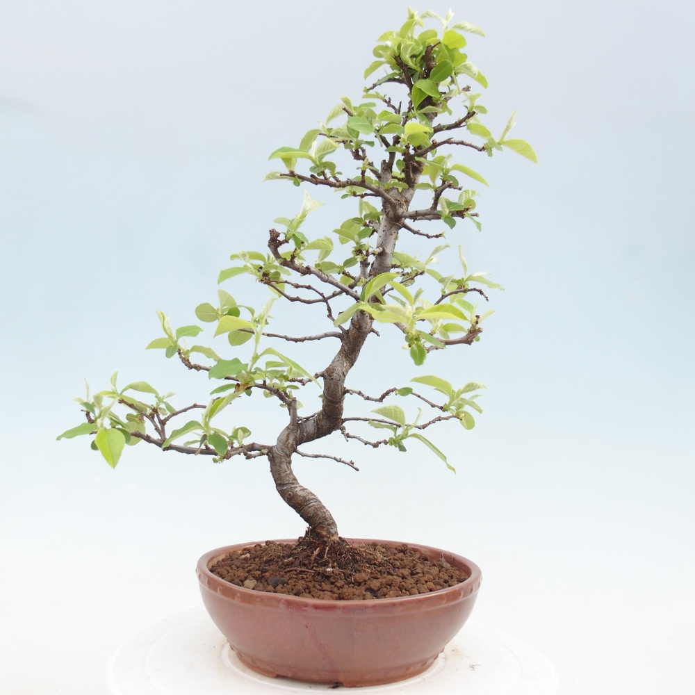 Bonsai zewnętrzne - Chaneomeles chinensis