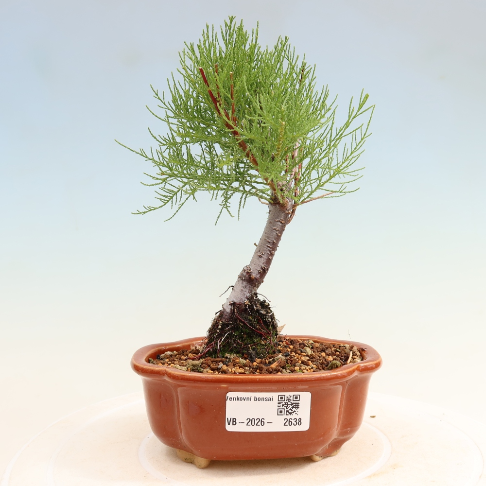 Bonsai ogrodowe – Tamaryszek – Tamarix