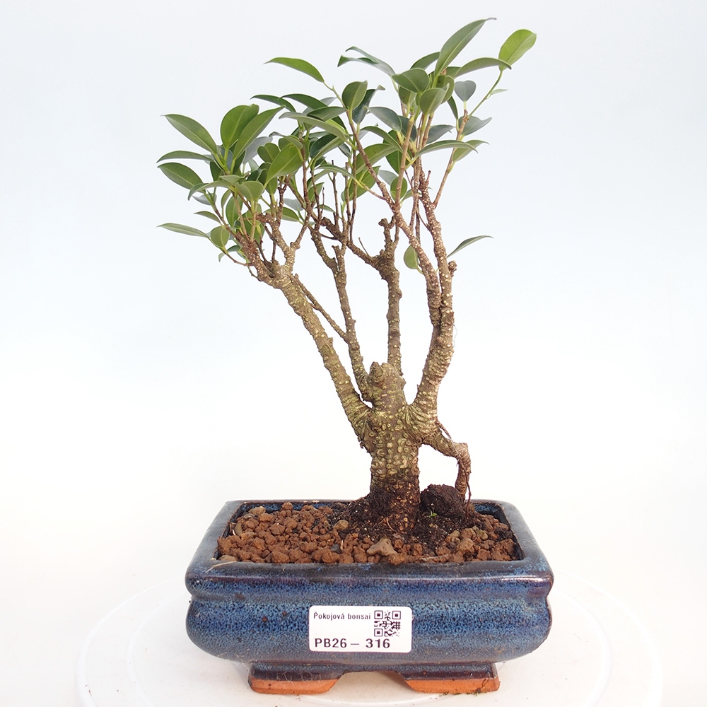 Pokój bonsai - Ficus retusa - figowiec drobnolistny