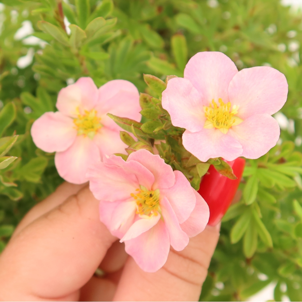 Bonsai ogrodowe – Potentilla fruticosa – Potentila fruticosa Bellissima