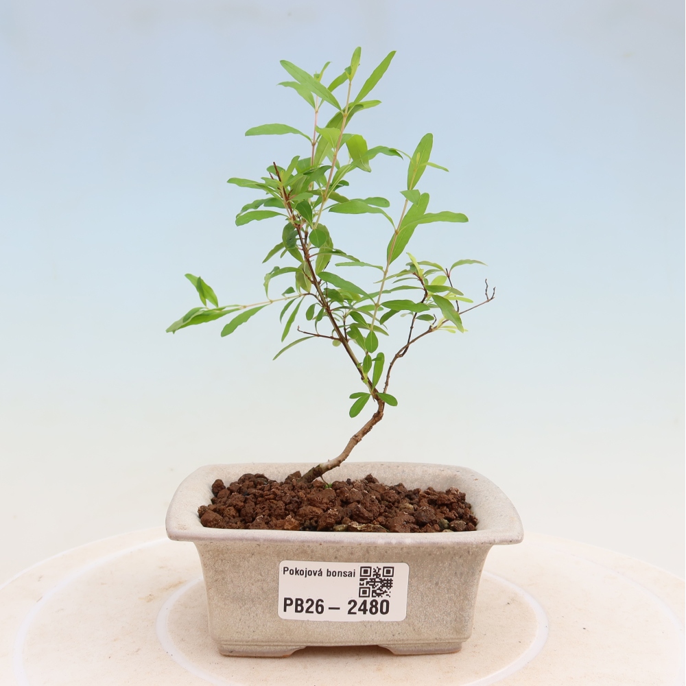Pokój bonsai - PUNICA granatum nana - jabłko granatu
