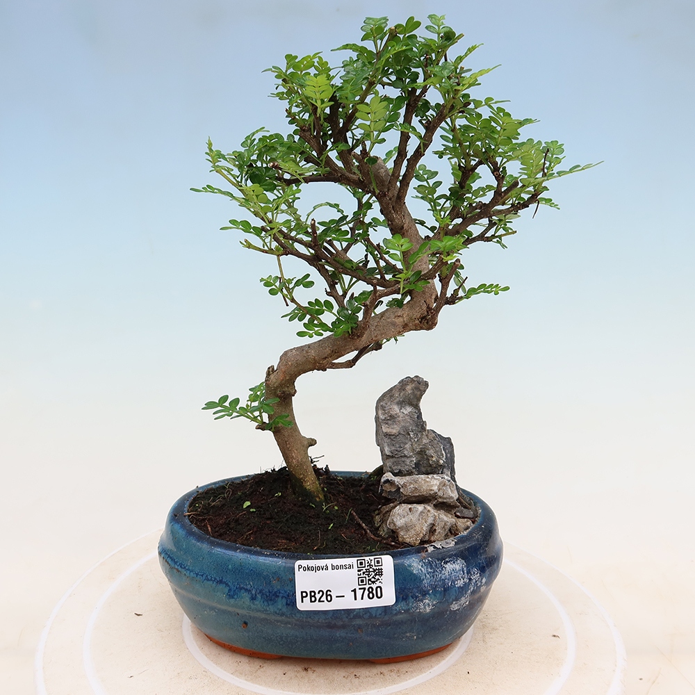 Pokój bonsai - Zantoxylum piperitum - drzewo pieprzowe