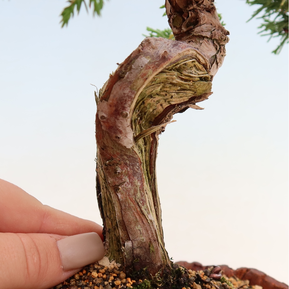 Bonsai ogrodowe – Juniperus chinensis Itoigawa – jałowiec chiński