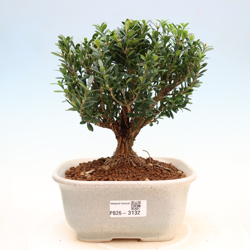 Pokój bonsai - Buxus harlandii - buxus korkowy