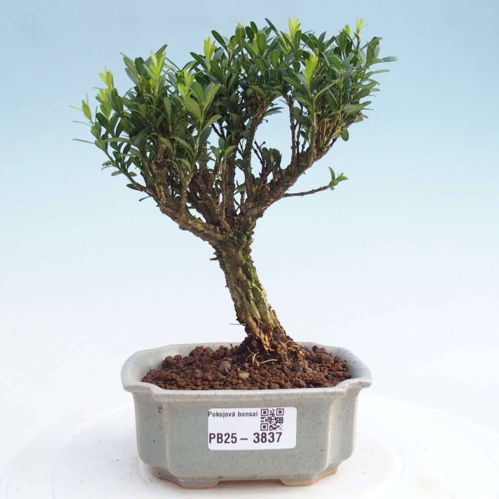Pokój bonsai - Buxus harlandii - buxus korkowy