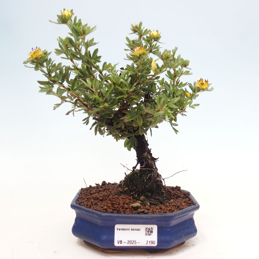 Outdoor bonsai-Pięciolistnik - Potentila fruticosa żółty Ptak