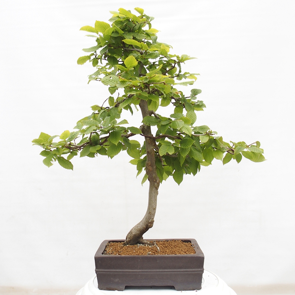 Bonsai zewnętrzne - Grab - Carpinus betulus