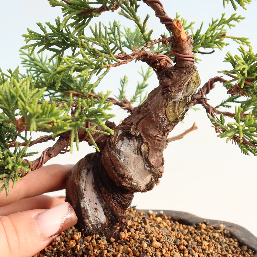 Outdoor bonsai - Juniperus chinensis Itoigawa - Jałowiec chiński