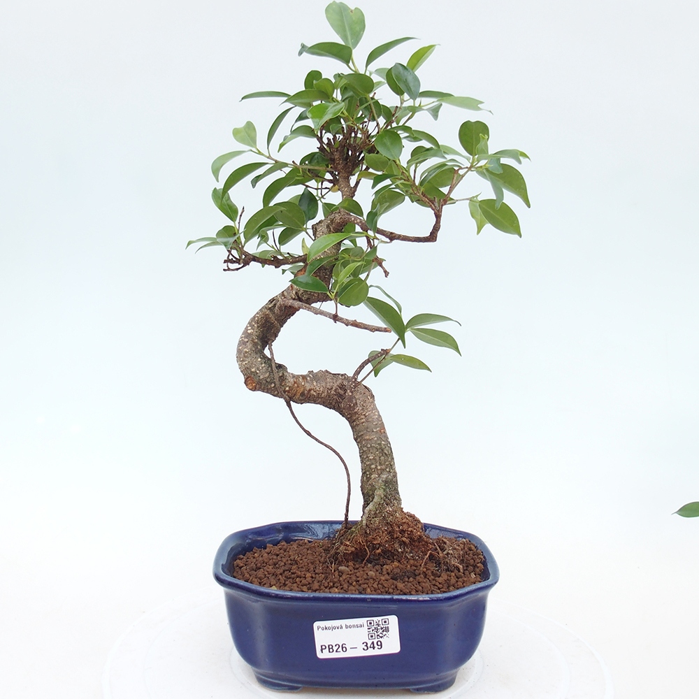Pokój bonsai - Ficus retusa - figowiec drobnolistny