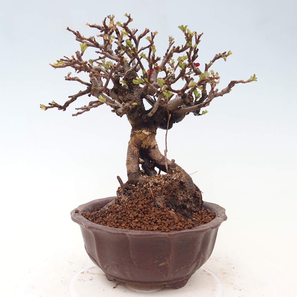 Bonsai zewnętrzne - Chaneomeles speciosa - Pigwa