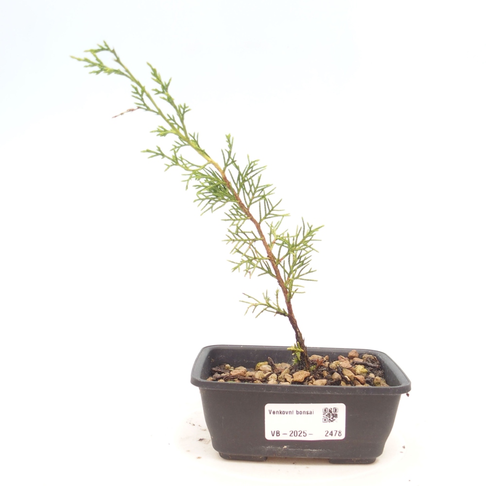 Outdoor bonsai - Juniperus chinensis Itoigawa - Jałowiec chiński