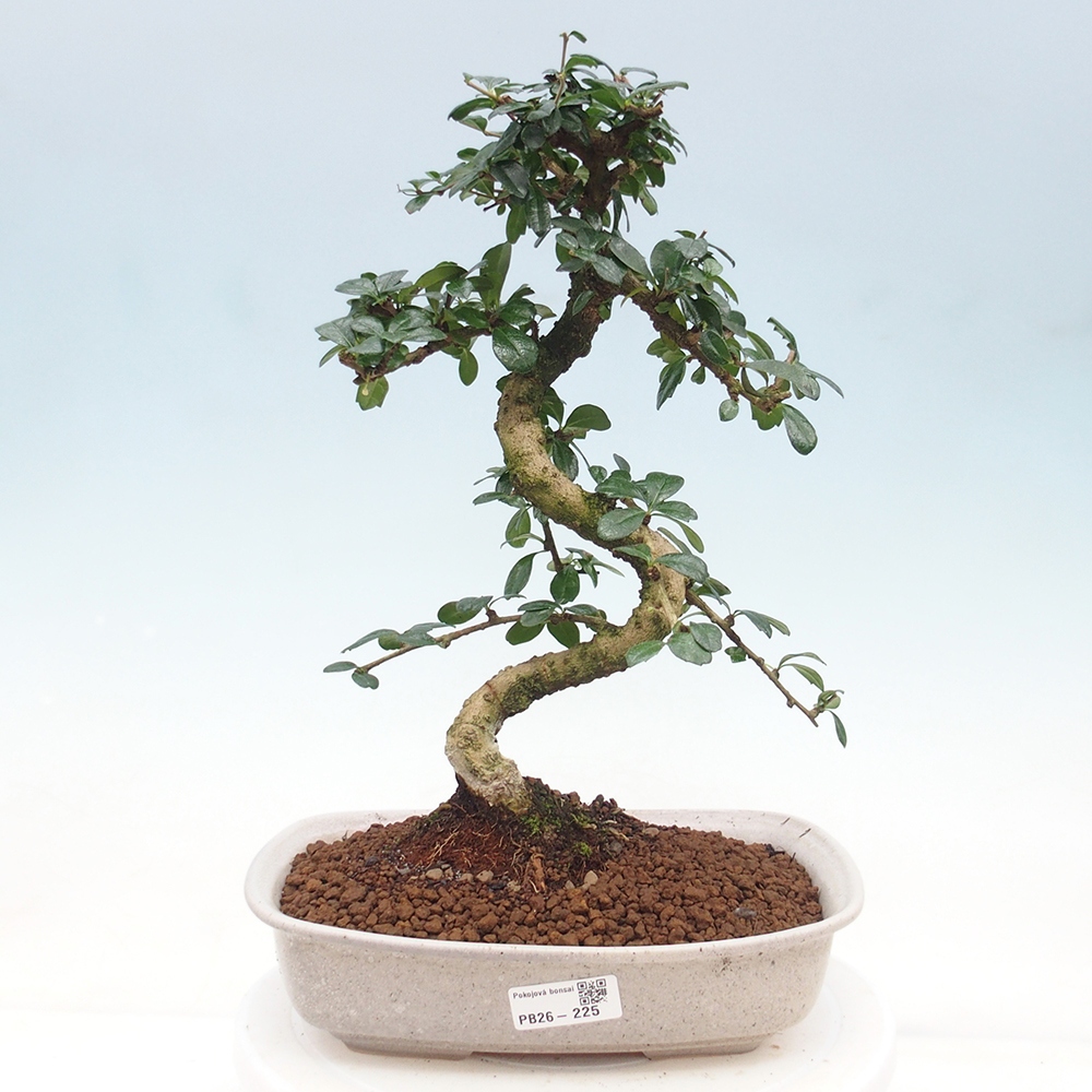 Bonsai pokojowe - Carmona macrophylla - Tea fuki