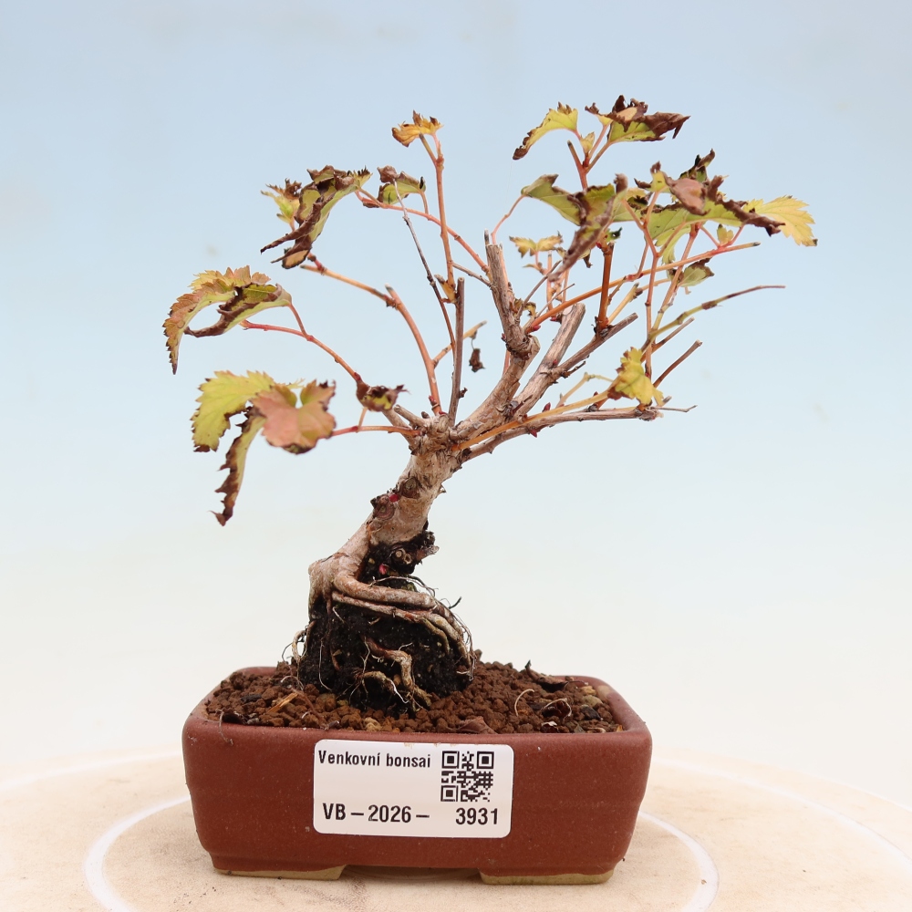 Bonsai ogrodowe – Stephanandra incisa – korona pochyła