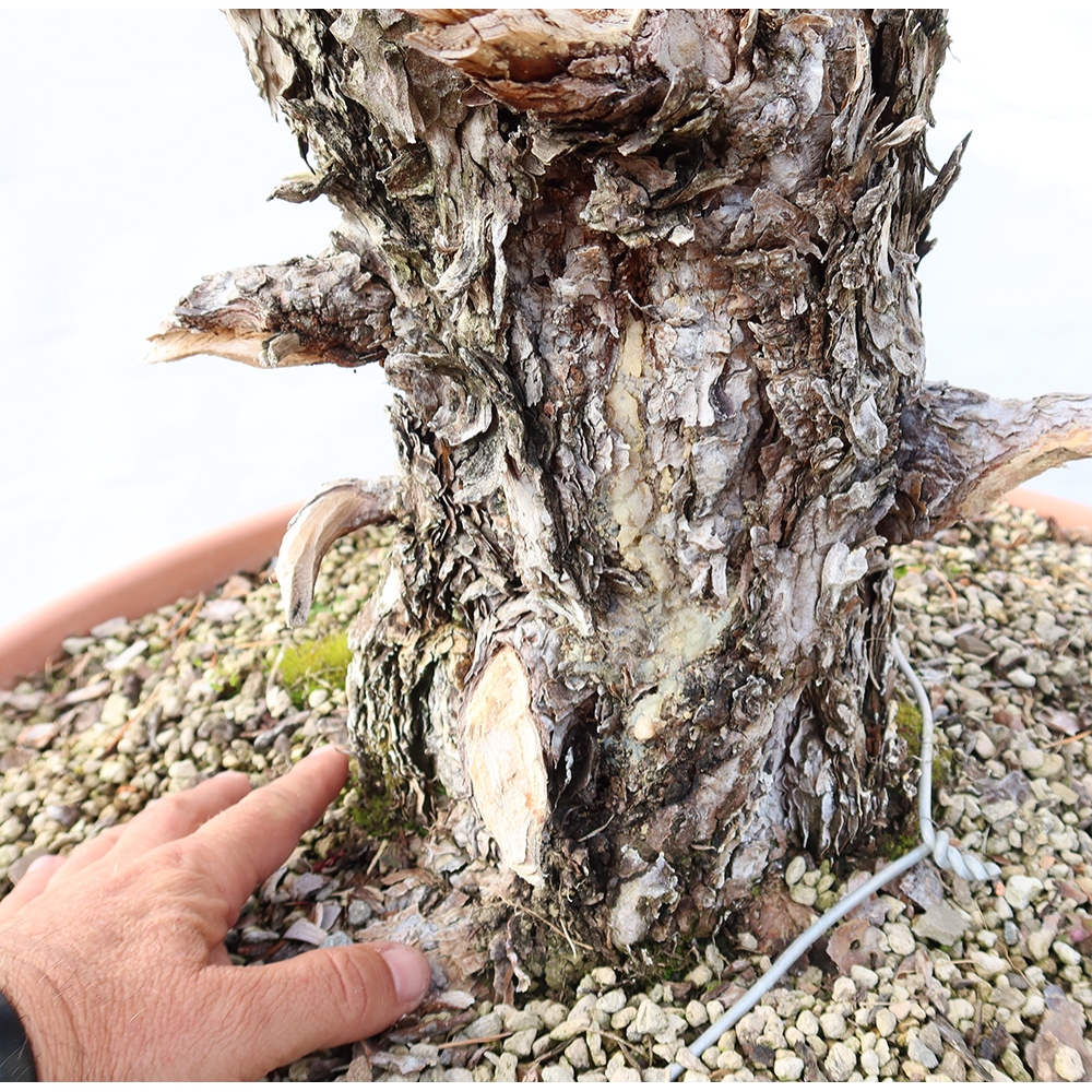 Pinus sylvestris Hiszpania – sosna zwyczajna