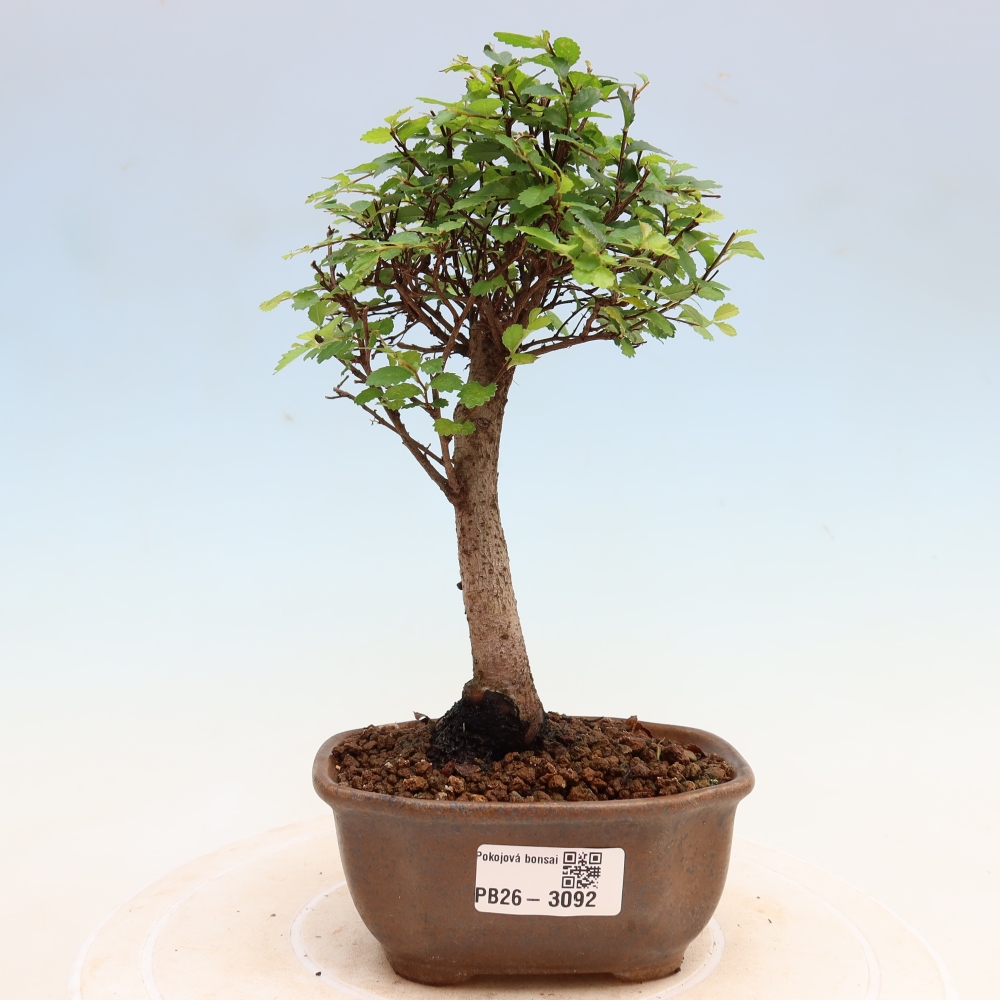 Pokój bonsai - Ulmus parvifolia - Wiąz drobnolistny