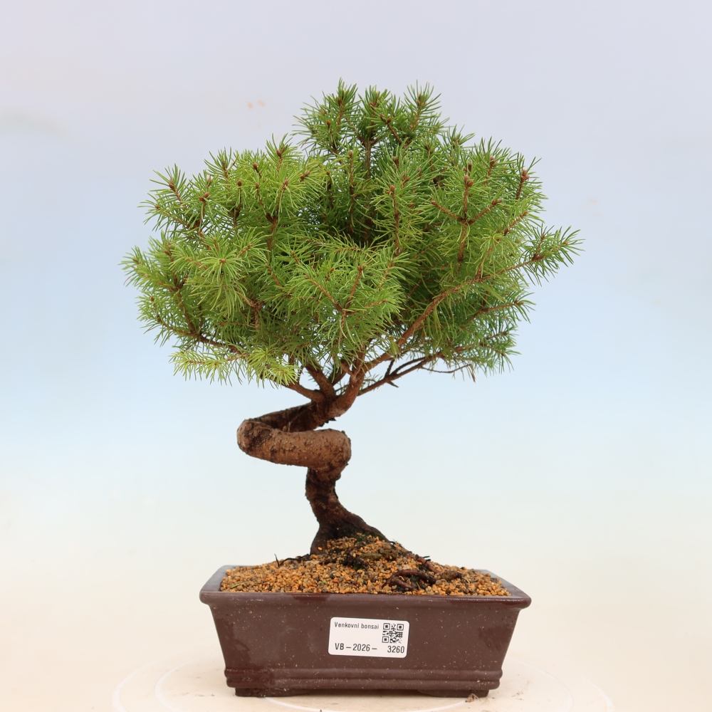 Outdoor bonsai - Świerk pospolity - Picea glauca globe