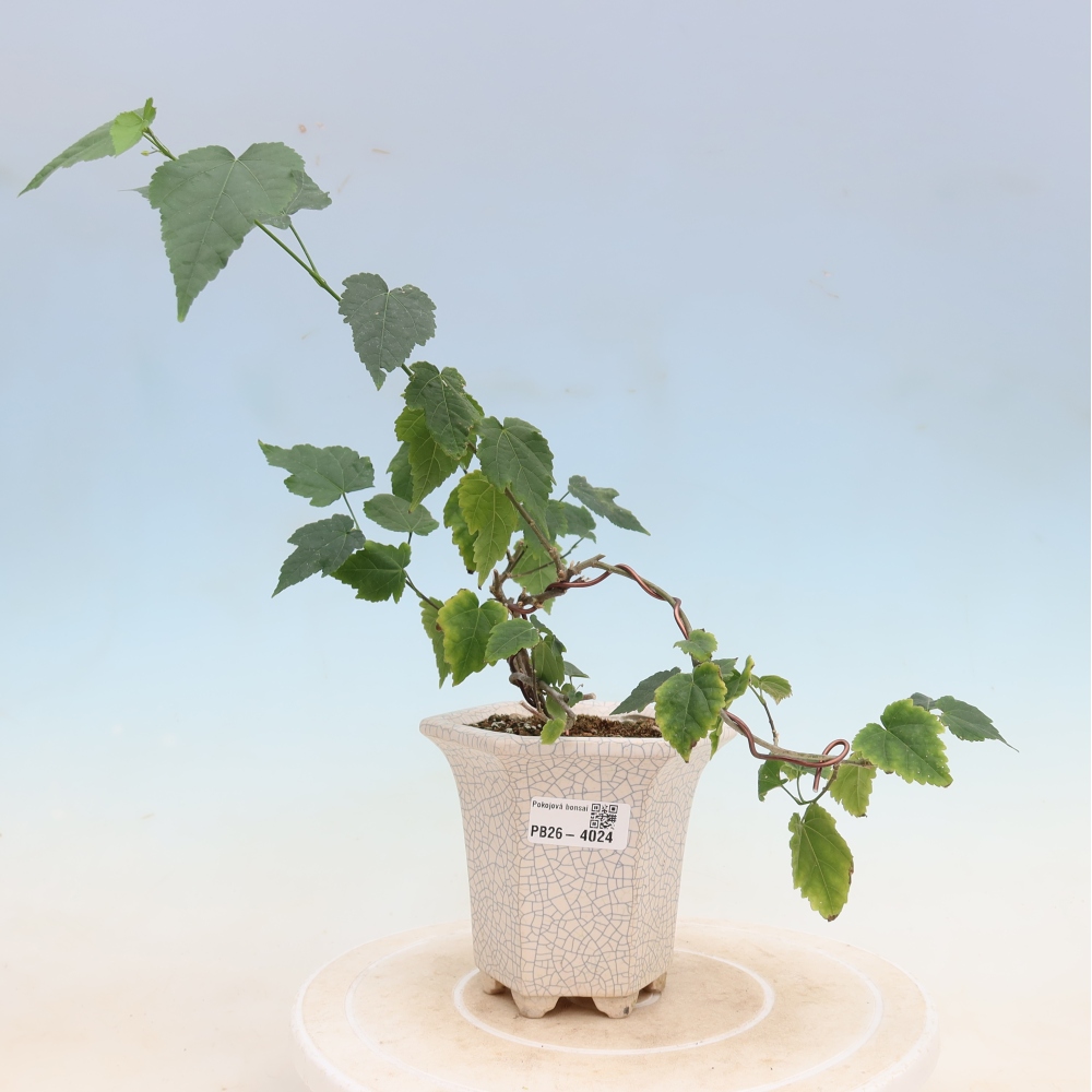 Bonsai domowe - Abutilon Big Bell - Cloudberry