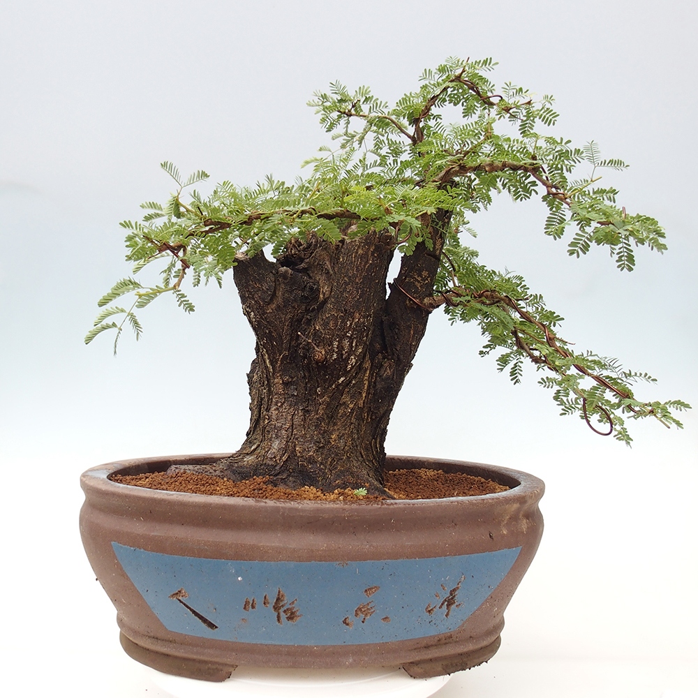 Bonsai do wnętrz - Akacia Arabica