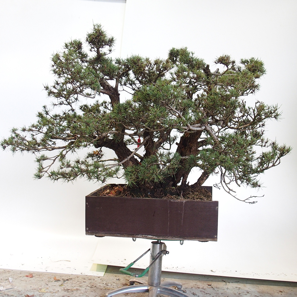 Yamadori - Pinus sylvestris Hiszpania