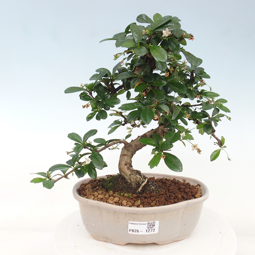 Bonsai pokojowe - Carmona macrophylla - Tea fuki