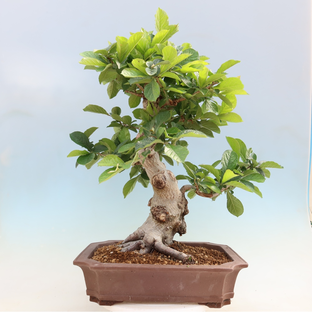 Bonsai ogrodowe – Photinia villosa