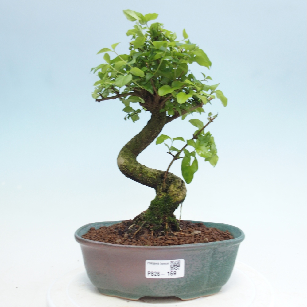 Pokój bonsai - Ligustrum retusa - dziób ptaka drobnolistnego