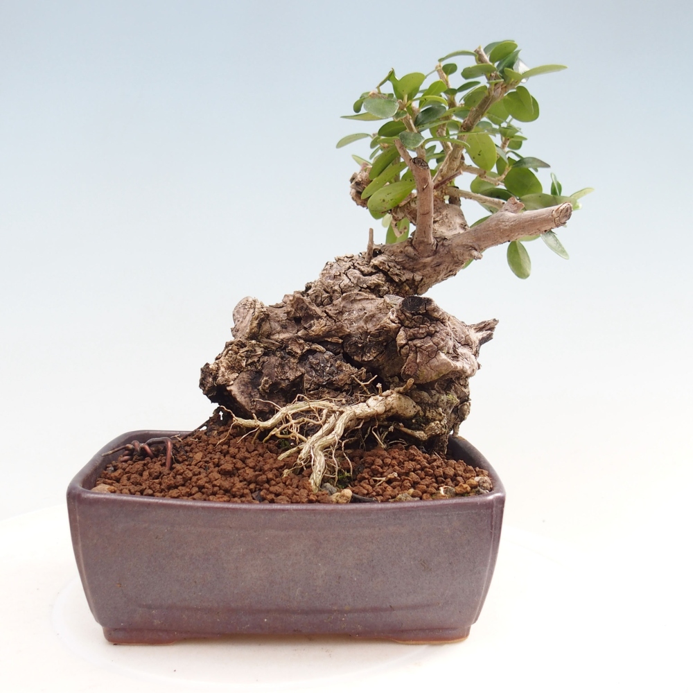 Kryte bonsai - Olea europaea sylvestris - Europejska oliwa z małych liści
