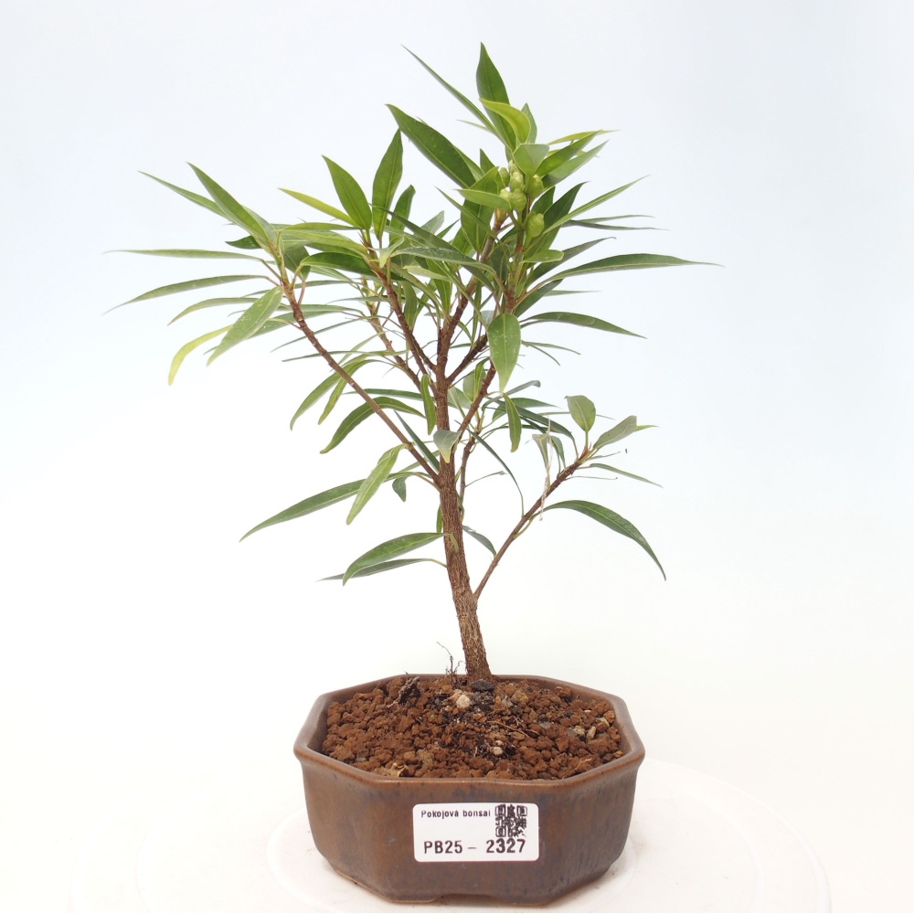 Bonsai wewnętrzne - Ficus nerifolia - figowiec drobnolistny