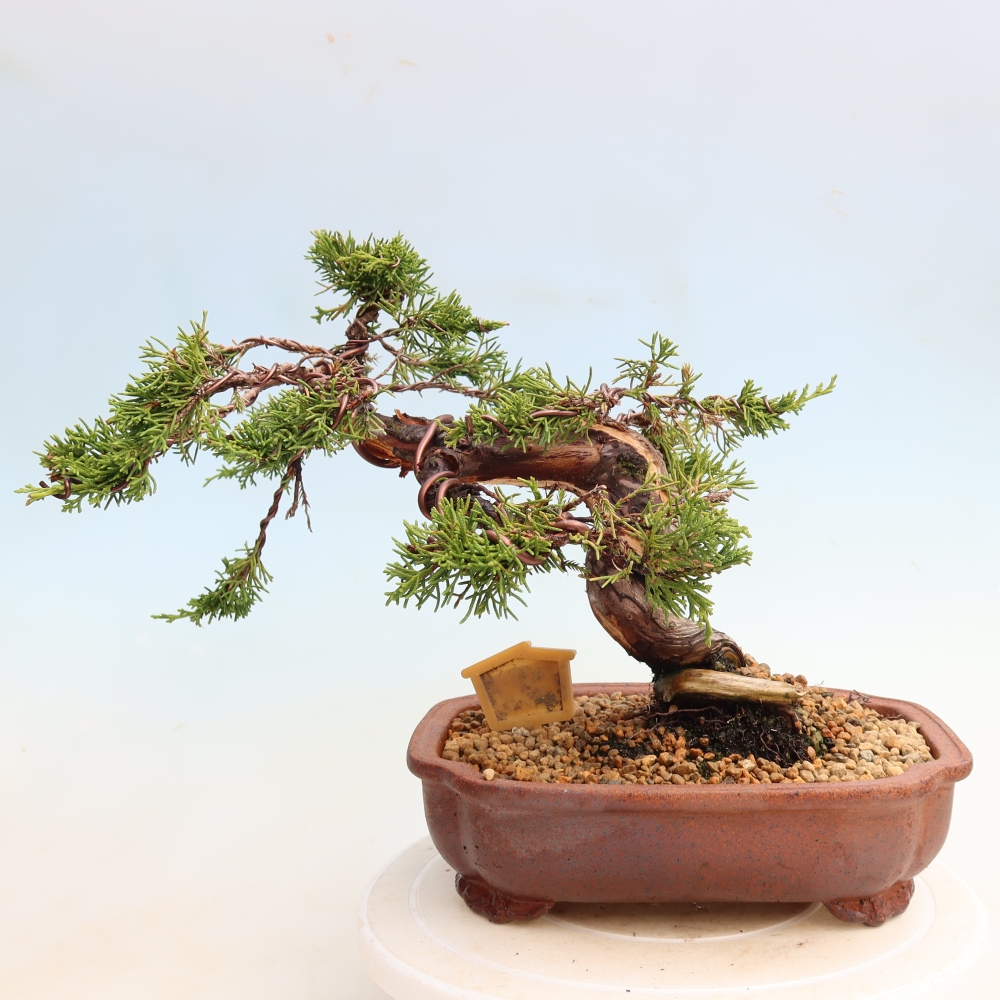 Bonsai ogrodowe – Juniperus chinensis Itoigawa – jałowiec chiński