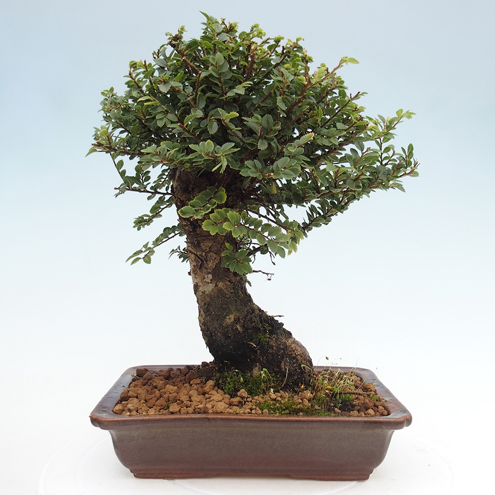 Bonsai zewnętrzne - Ulmus parvifolia Hokkaido - wiąz chiński