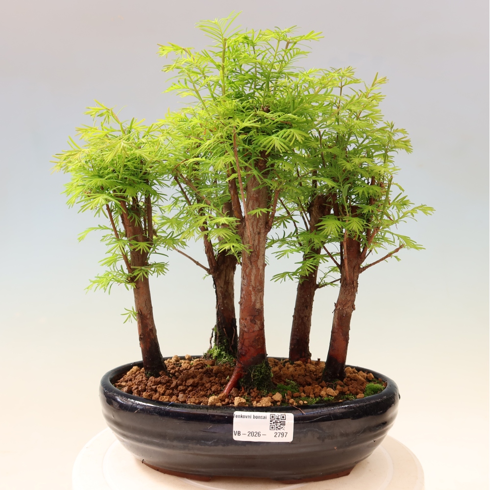 Bonsai ogrodowe – Metasequoia glyptostroboides – metasekwoja chińska – zagajnik