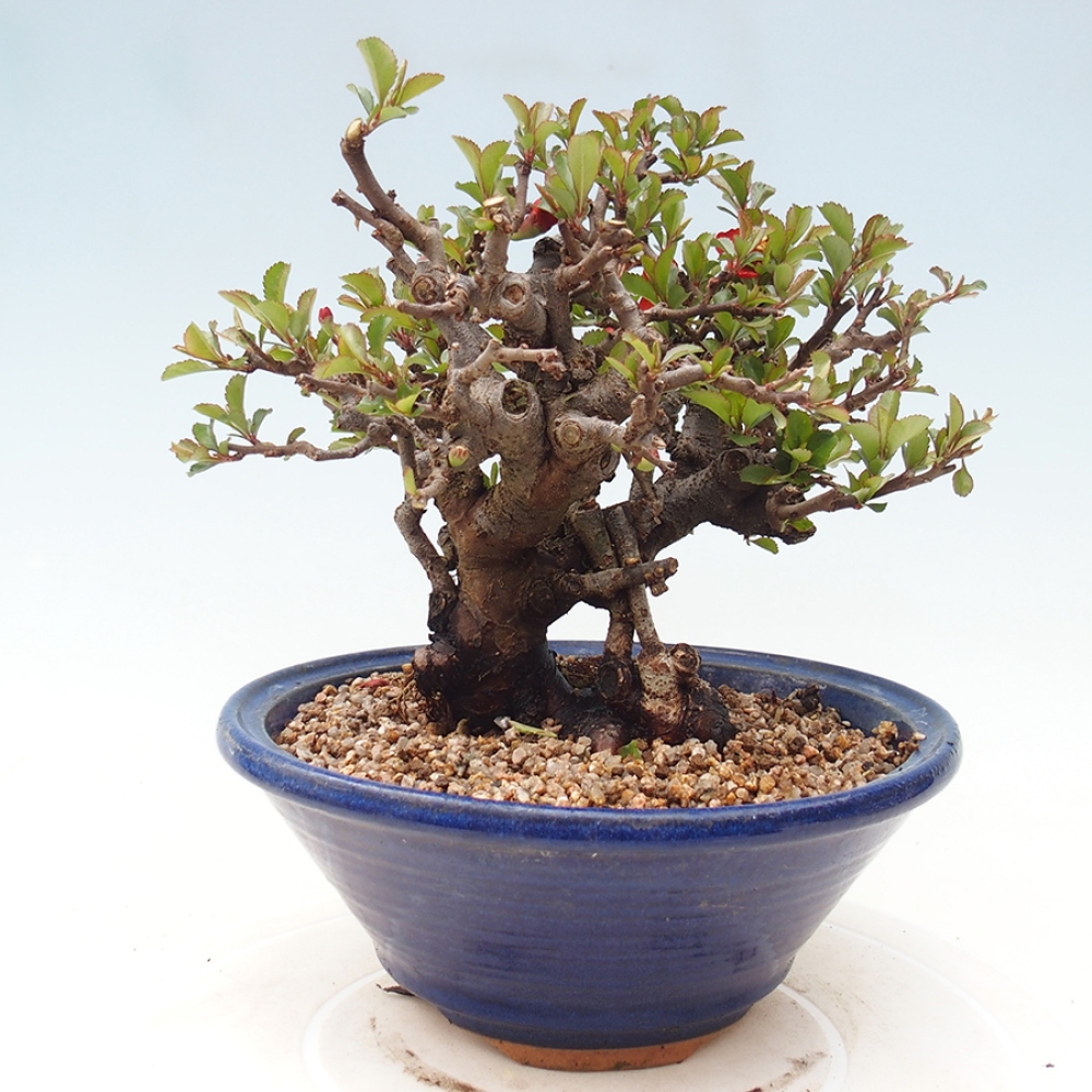 Bonsai zewnętrzne - Chaneomeles speciosa - Pigwa