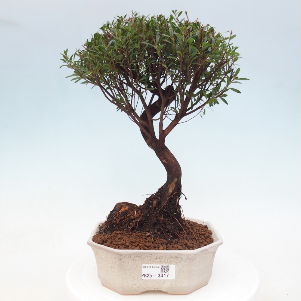 Pokój bonsai - Syzygium - Pimento