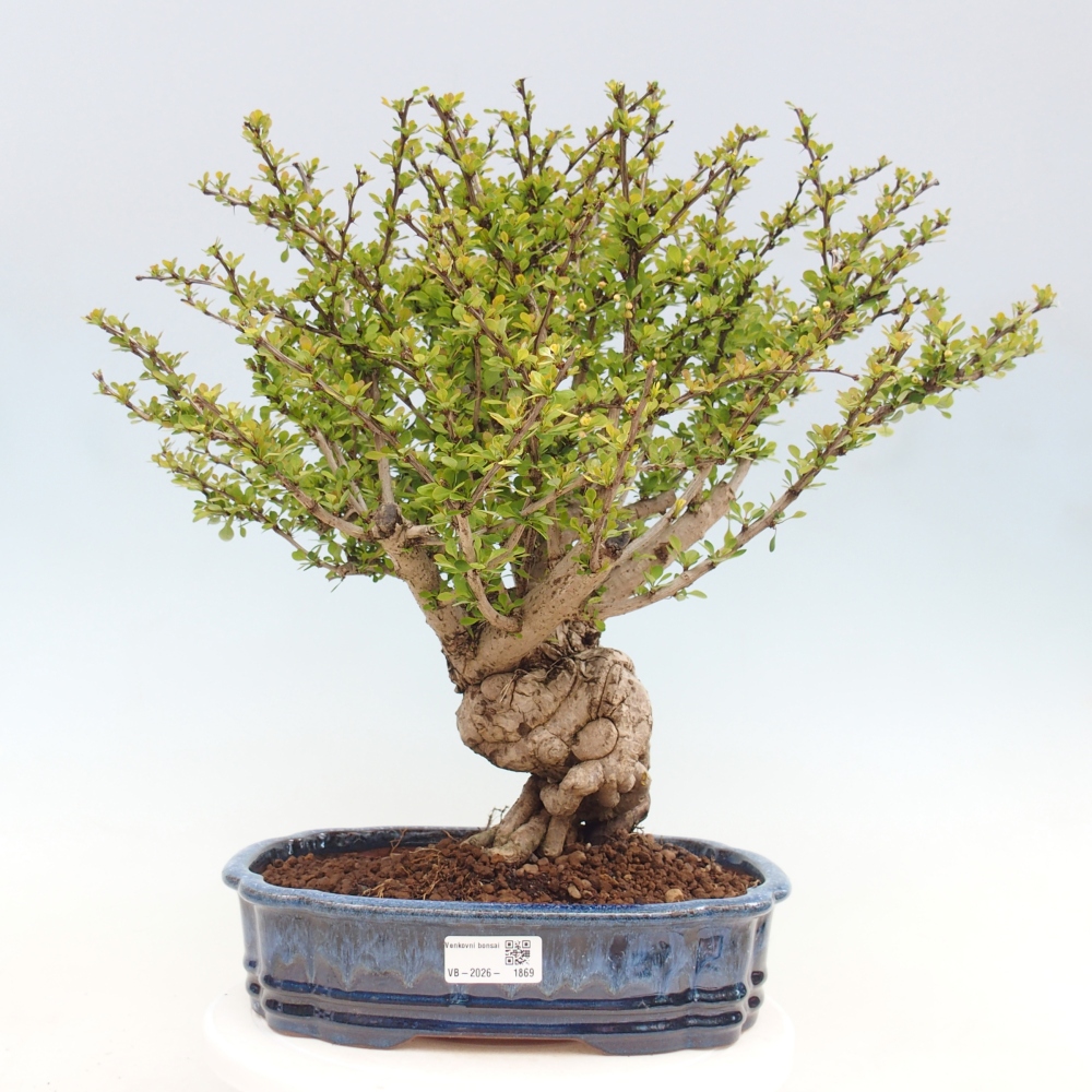 Bonsai zewnętrzne - Berberis coreana